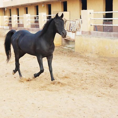 The Farm - Hotel & Horse Riding Cairo Exterior foto