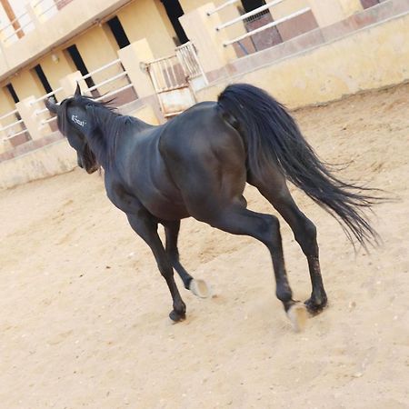 The Farm - Hotel & Horse Riding Cairo Exterior foto