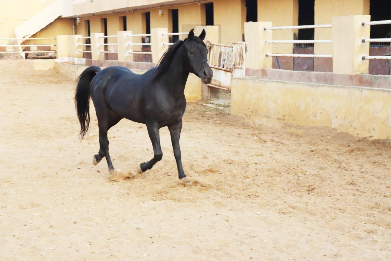 The Farm - Hotel & Horse Riding Cairo Exterior foto