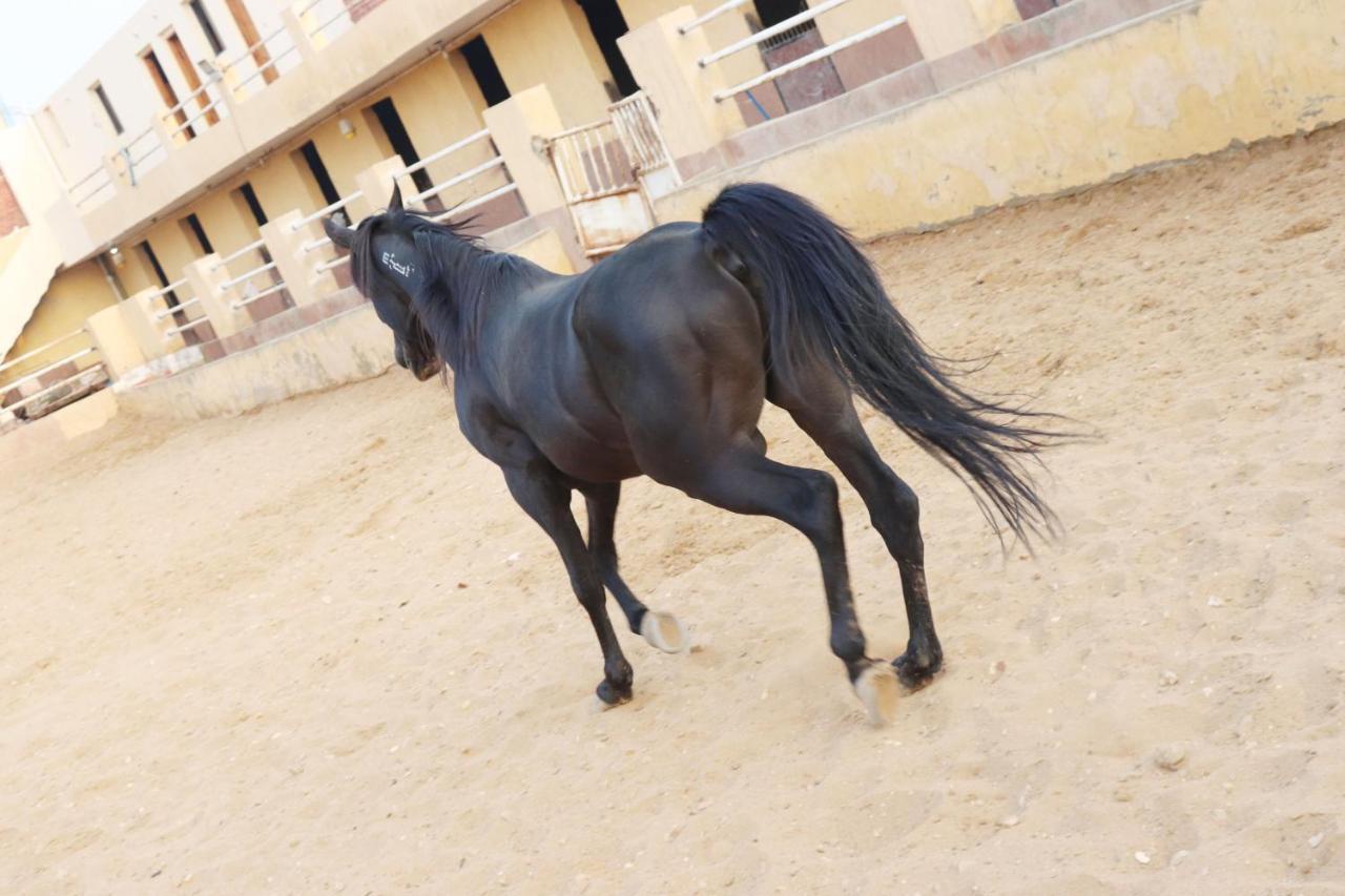 The Farm - Hotel & Horse Riding Cairo Exterior foto